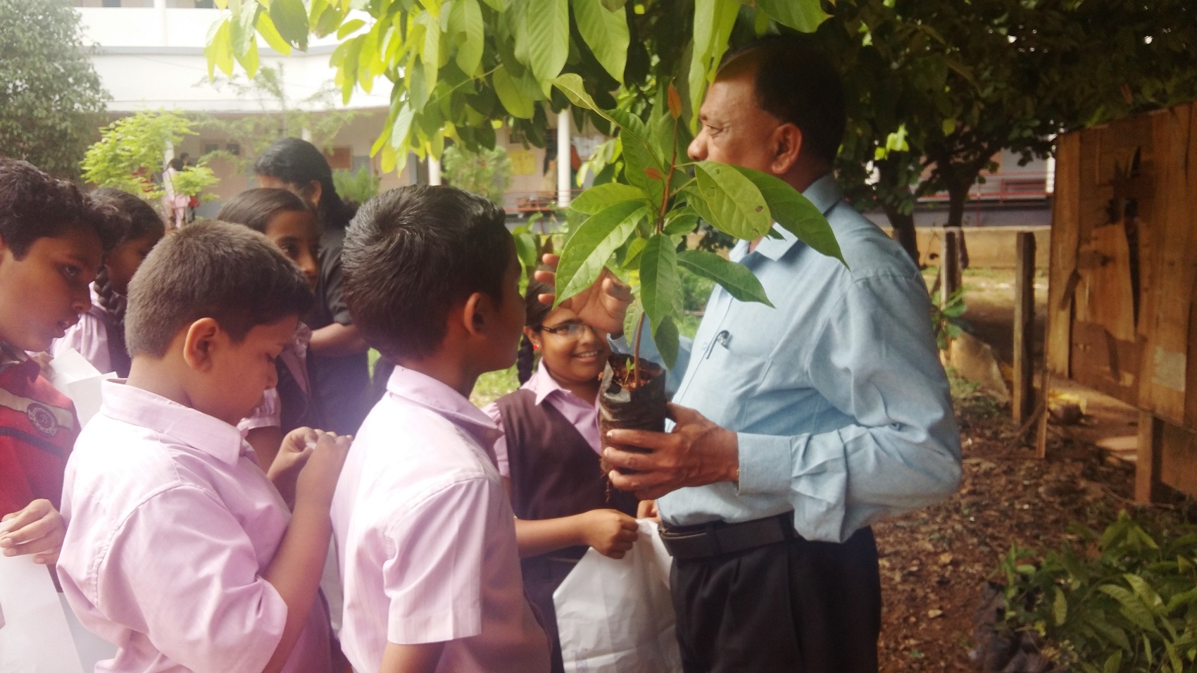 Plant tree sapling distribution 2016