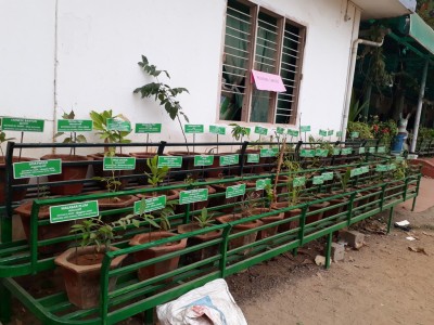 MEDICINAL PLANTS GARDEN