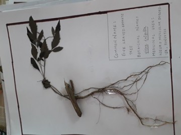 Herbarium 