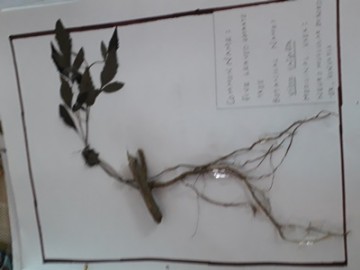 Herbarium 