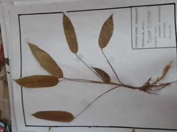 Herbarium 