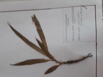 Herbarium 