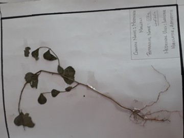 Herbarium 