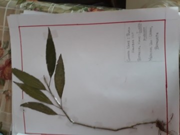 Herbarium 