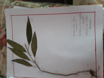 Herbarium 