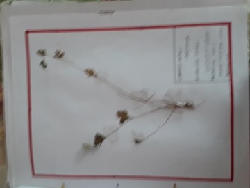 Herbarium 