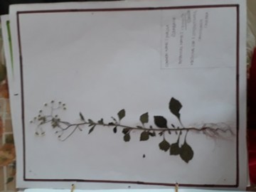 Herbarium 