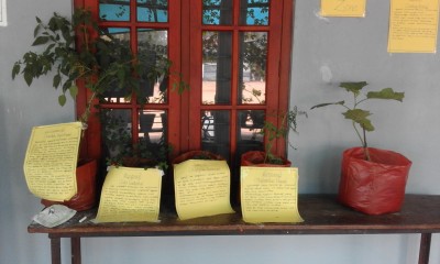 DISPLAY OF MEDICINAL PLANTS