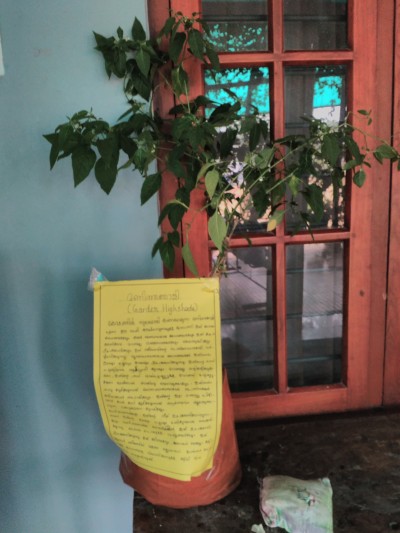 DISPLAY OF MEDICINAL PLANTS