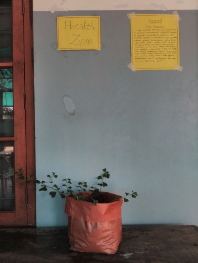 DISPLAY OF MEDICINAL PLANTS