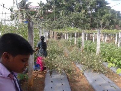 A Visit to Seed Processing Farm