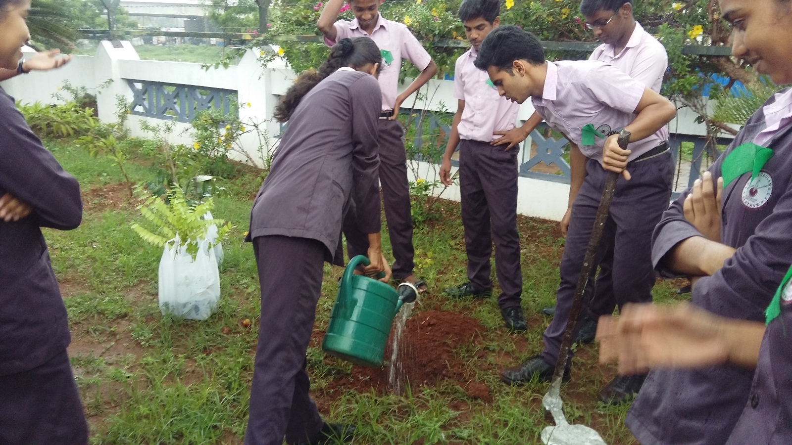 Plant tree sapling