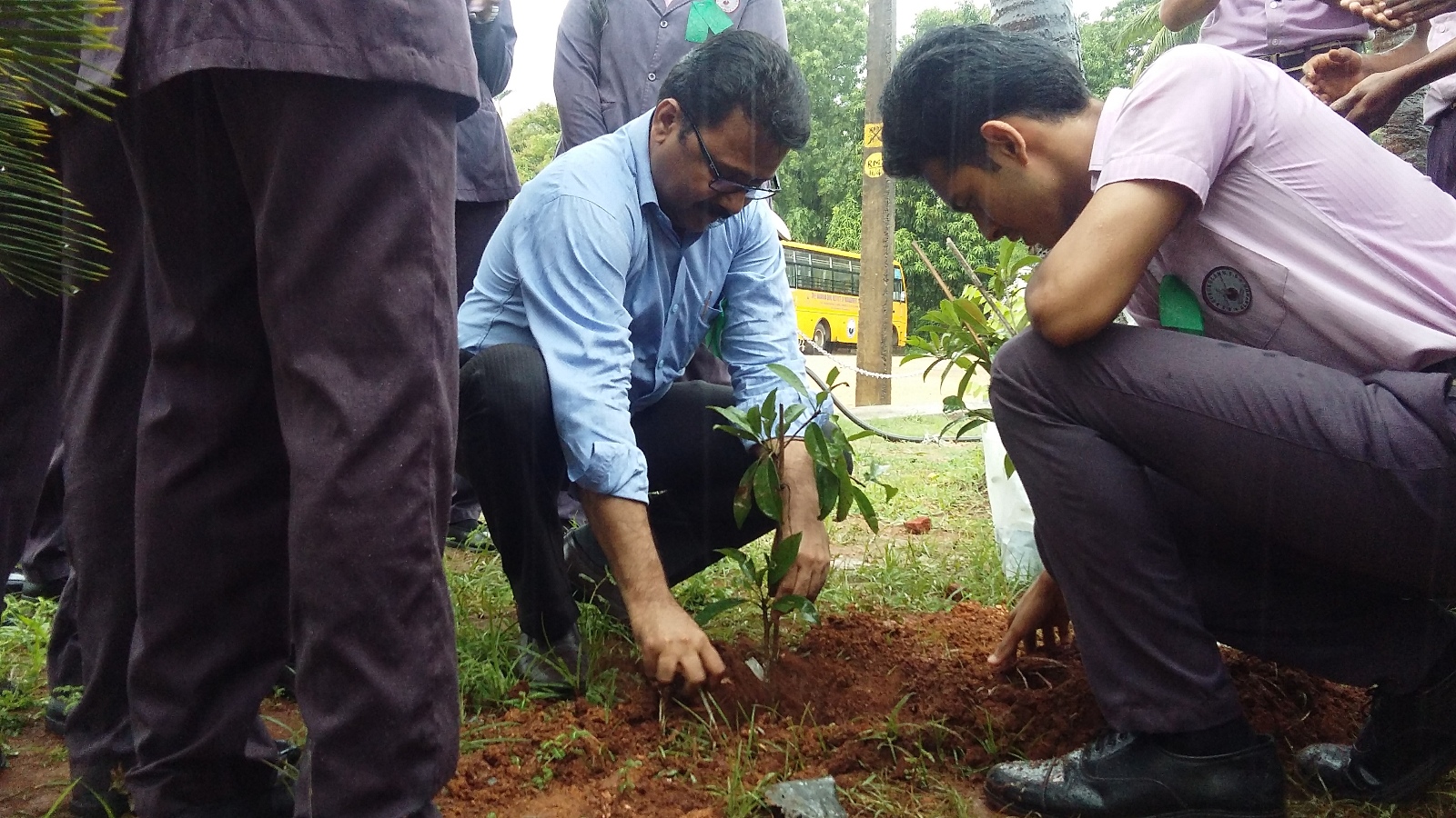 Plant tree sapling