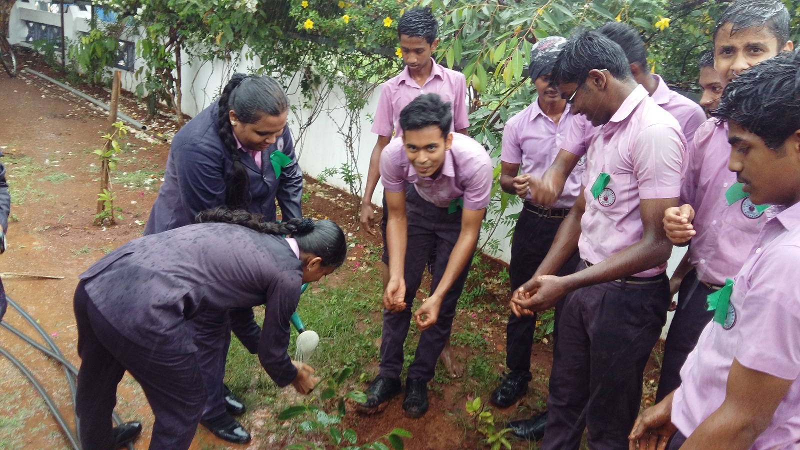 Plant tree sapling