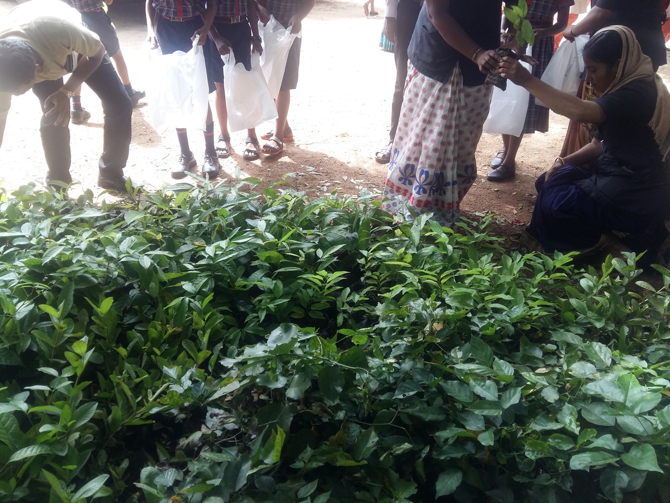 Plant Sapling Distribution- Environmental day 2018