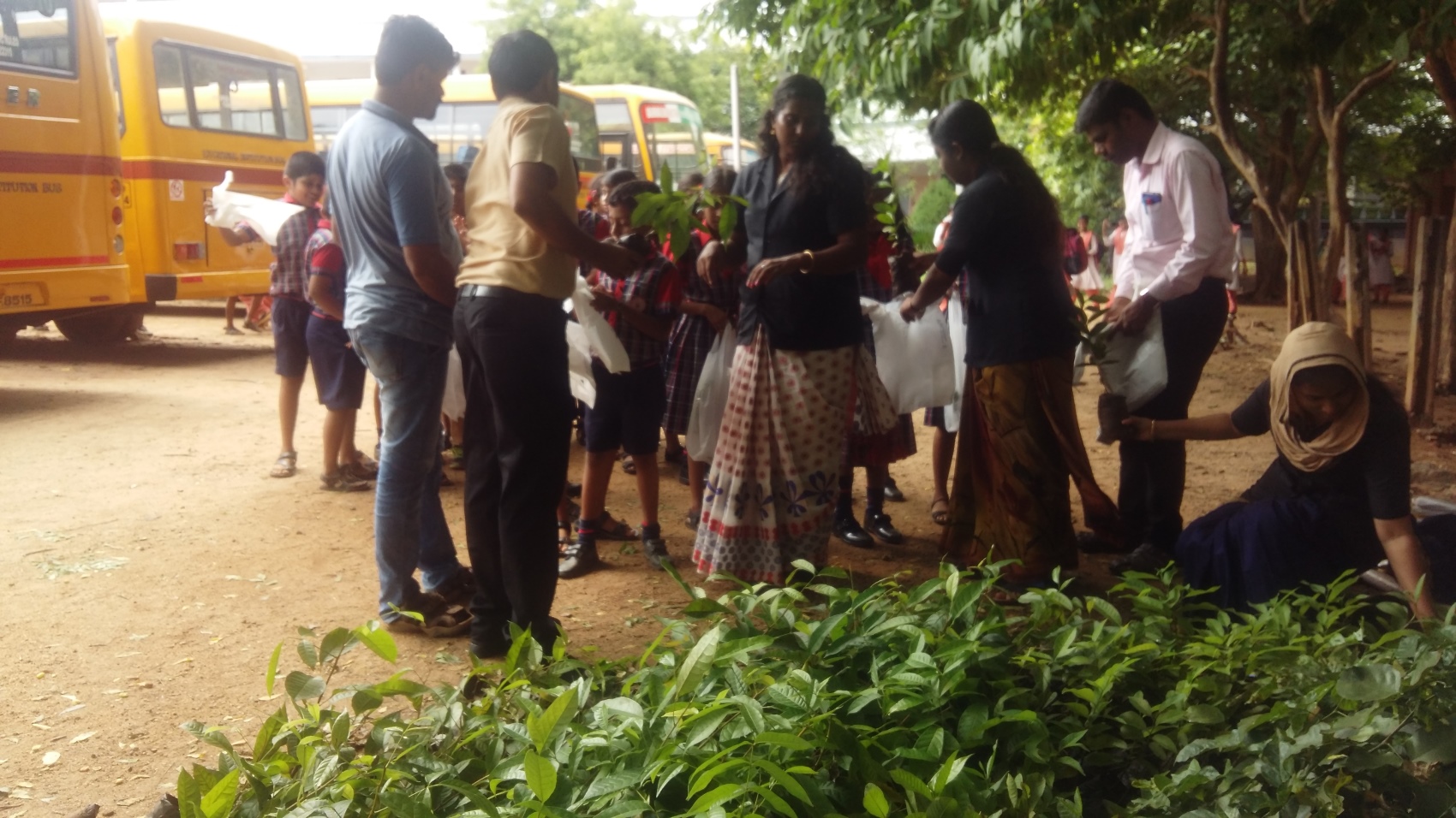Plant Sapling Distribution- Environmental day 2018