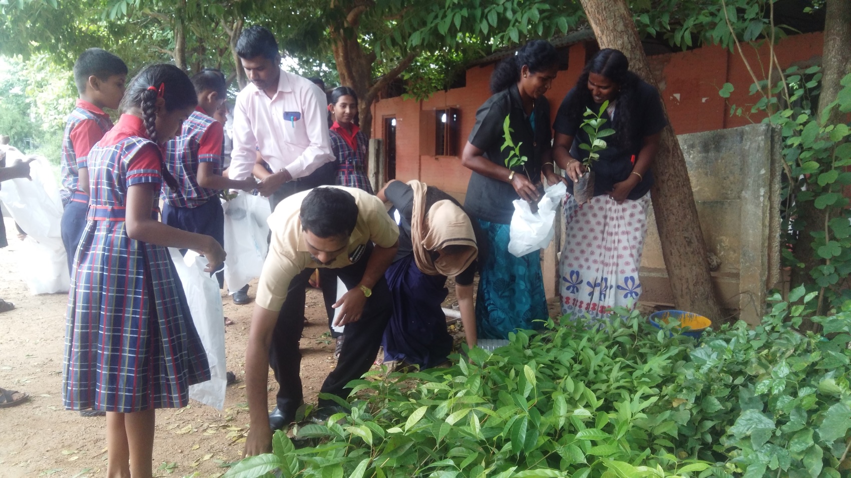 Plant Sapling Distribution- Environmental day 2018
