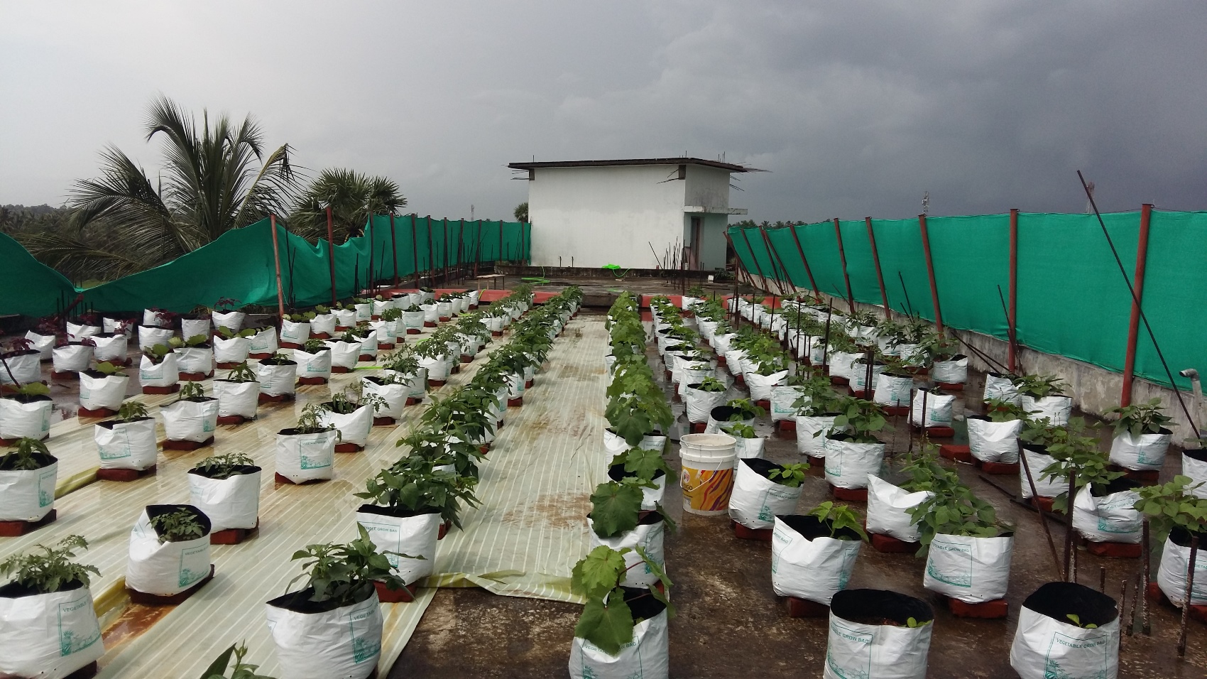 vegetables farming on terrace 2015