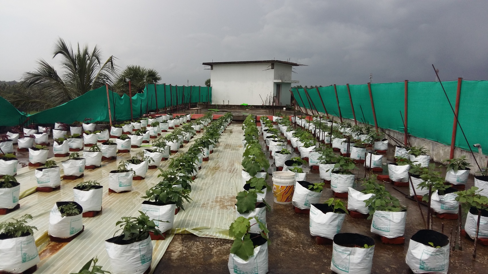 vegetables farming on terrace 2015