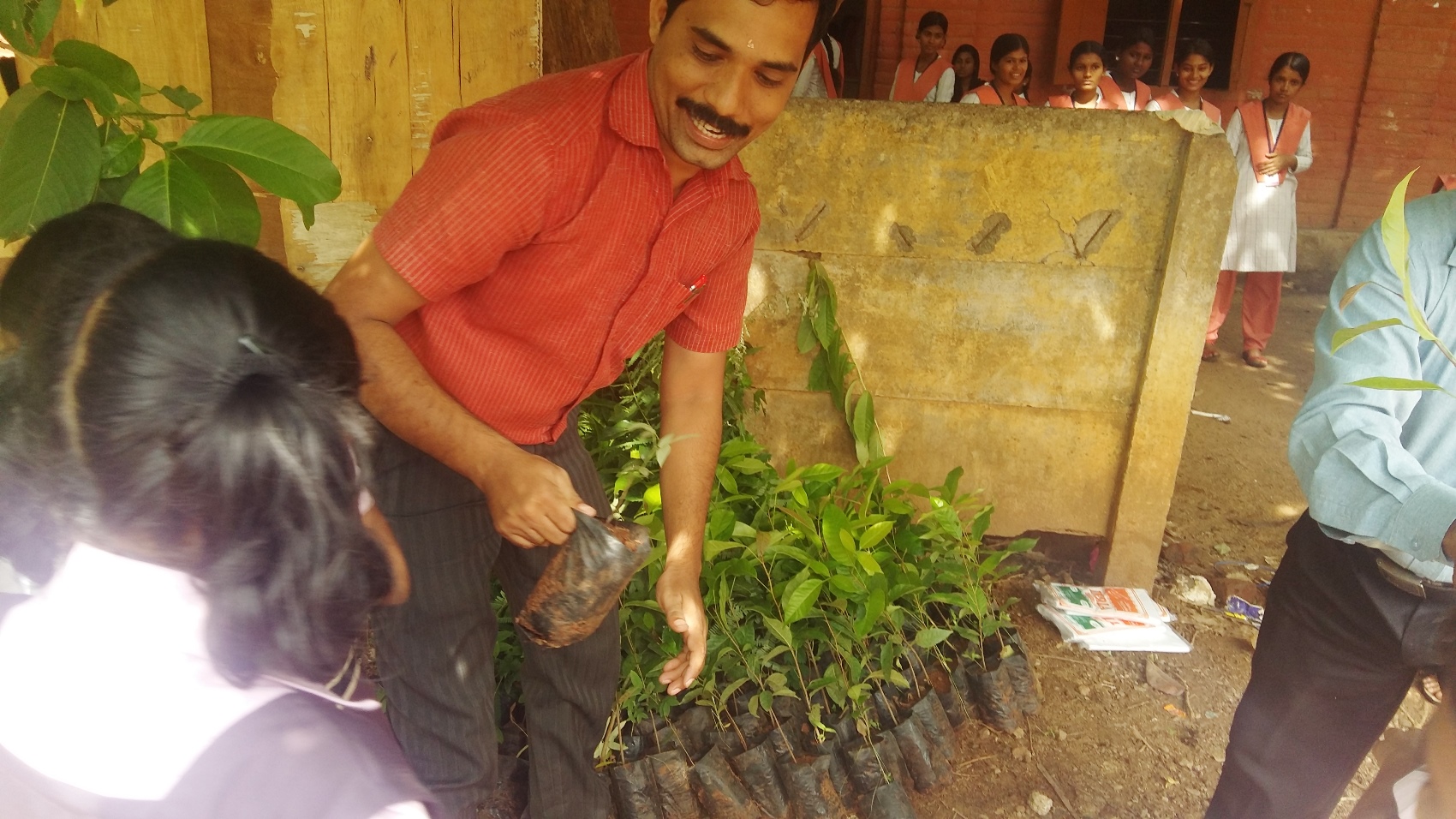 Plant tree sapling distribution 2016