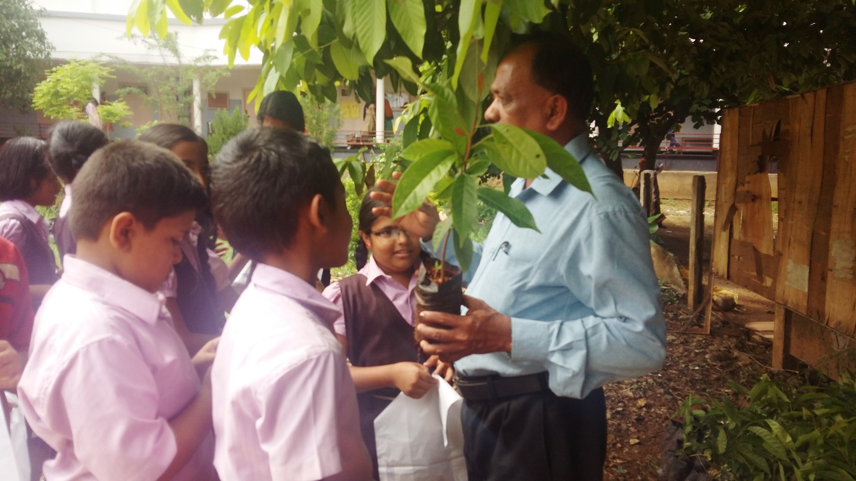 Plant tree sapling distribution 2016