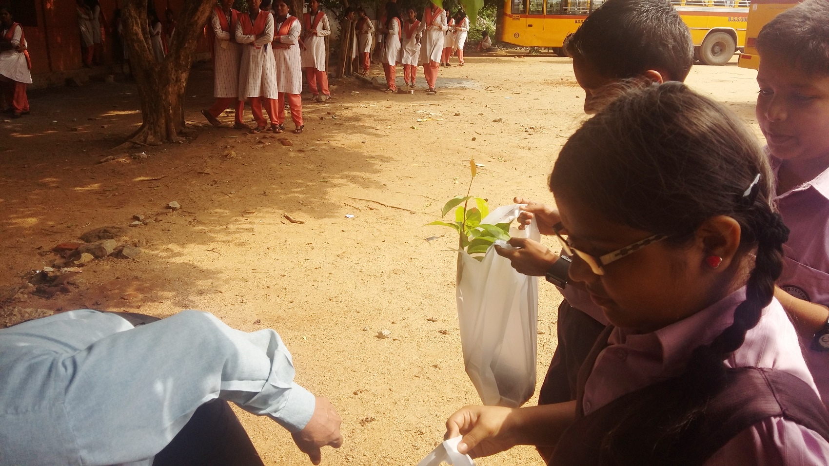 Plant tree sapling distribution 2016